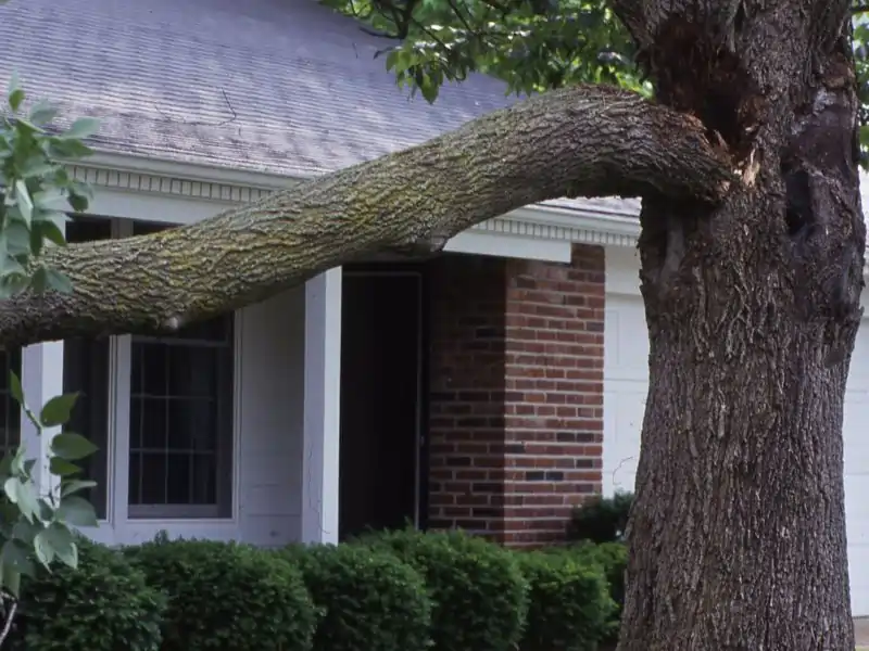 Hazardous tree limb removal in Nashville