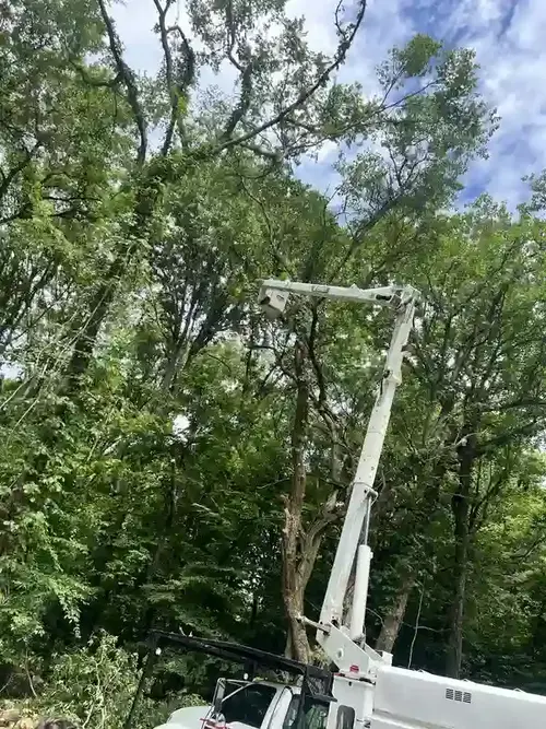 Tree trimming and pruning service