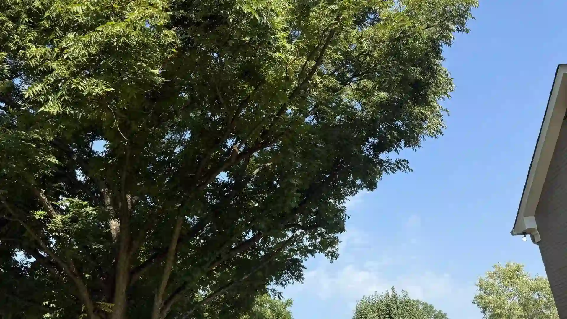 Professional tree trimming service