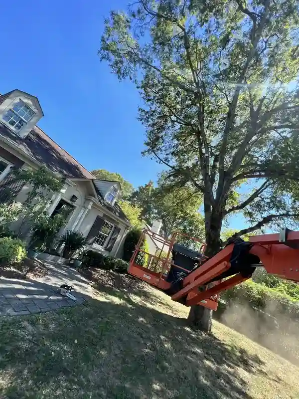 Professional tree trimming service
