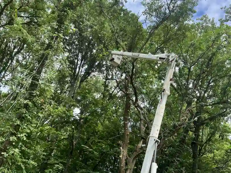 Tree trimming from bucket truck