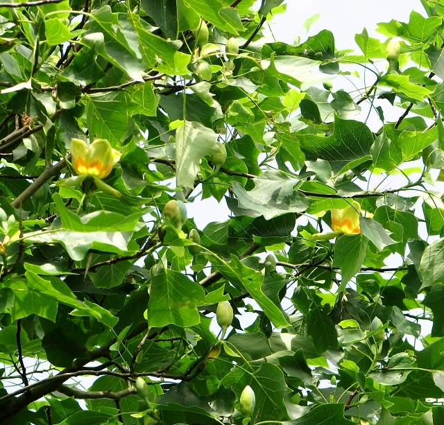 Tulip poplar flowers and buds in various stages of opening